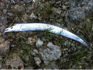 image-20111026105713.png